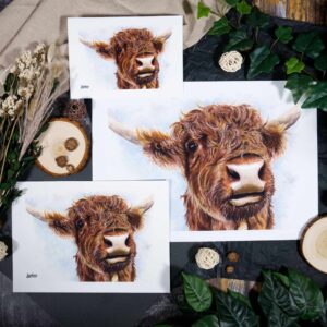 Highland Cow